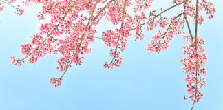 Détox : entrer dans le printemps du bon pied