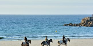 Cavasso, les bienfaits des algues pour les chevaux !