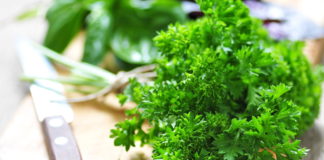 Coup de projecteur sur le persil