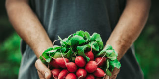 Manger du radis, excellent pour notre santé